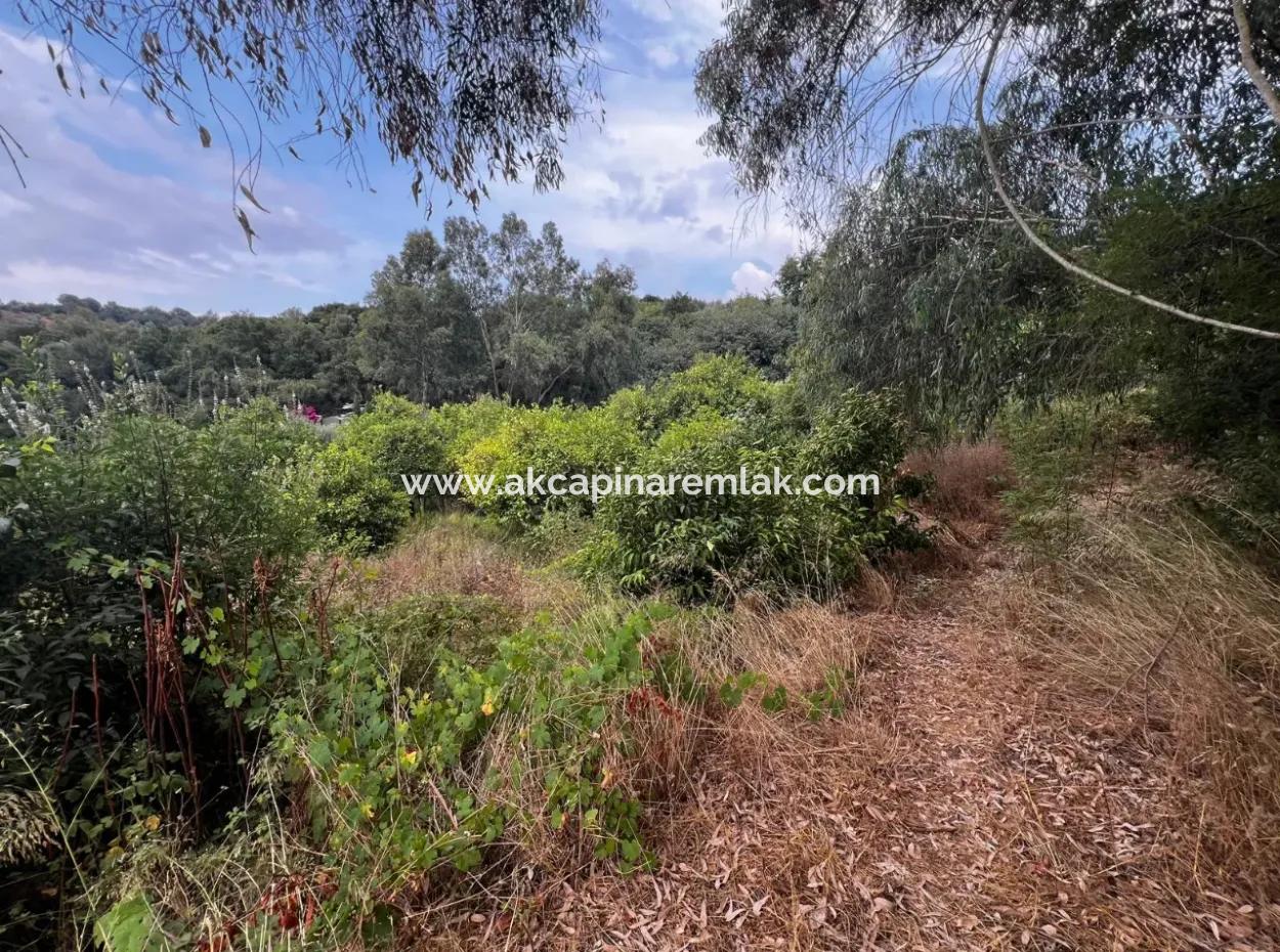 Zoned Citrus Garden For Sale