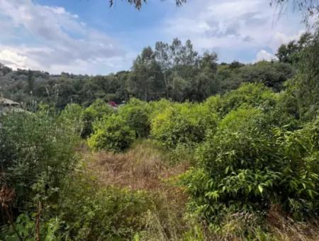 Zoned Citrus Garden For Sale